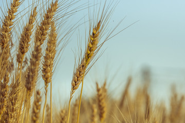 Wheat field. Golden field of wheat. Harvest time. Wheat crop ready for harvest.