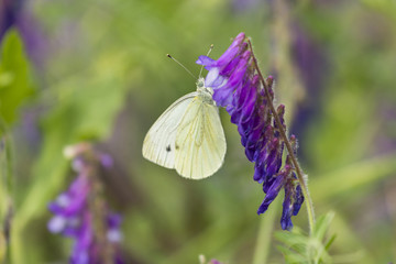 Butterfly on flower. Butterfly in nature. Yellow butterfly in flowers garden. Butterfly pollinating spring flowers