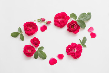 red roses on white  background