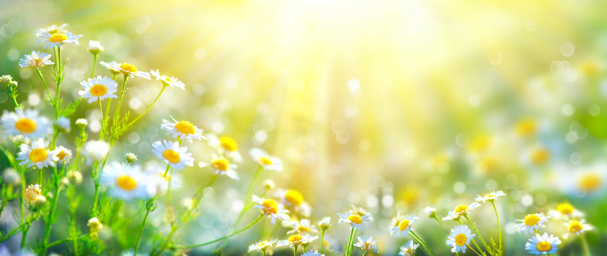 Beautiful nature scene with blooming chamomiles in sun flares
