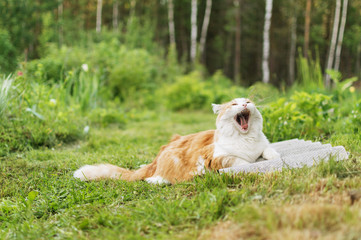 Naklejka na ściany i meble Red-haired cat with a white chest yawns lying on green grass