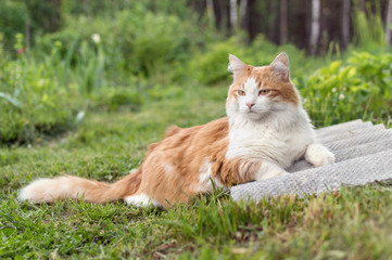 Naklejka na ściany i meble Red-haired cat with a white breast lying on green grass