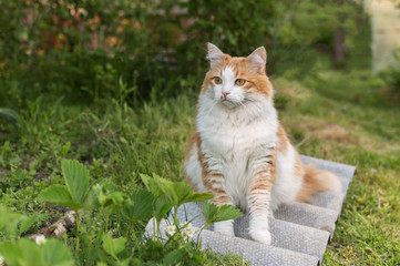 Naklejka na ściany i meble Red-haired cat with a white breast sitting on green grass