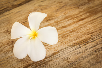 Fototapeta na wymiar frangipani flower, temple flower