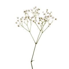 small white flowers isolated on white