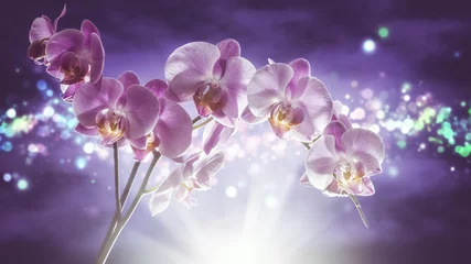 Papier Peint photo Orchidée Orchidée illuminée rétroéclairée