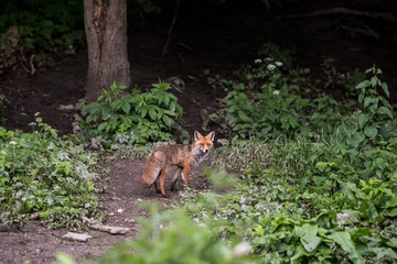 European Red Fox. Red foxes in the wild nature.
