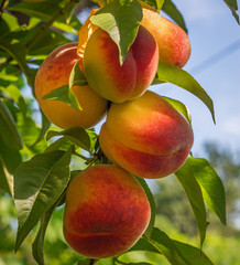 close up peach