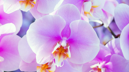 Fototapeta na wymiar Violet orchid in the garden.