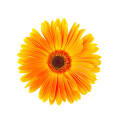 Single yellow gerbera flower isolated on white background