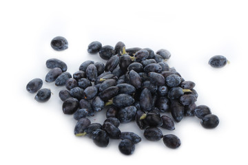 honeysuckle isolated