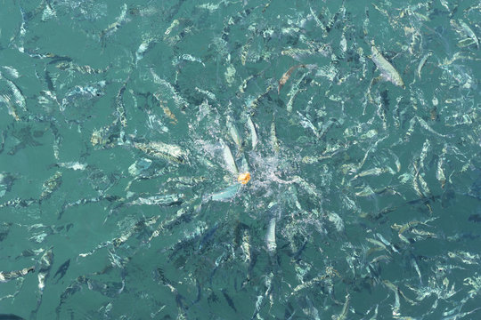 Many fish in motion on the beautiful water surface eat bread. Top view photo