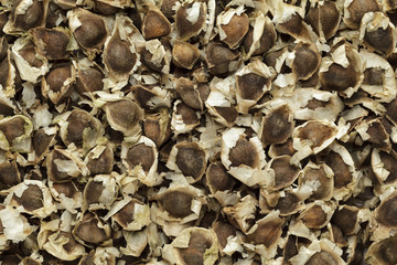 Organic Moringa (Moringa oleifera) seeds. Macro close up background texture. Top view.