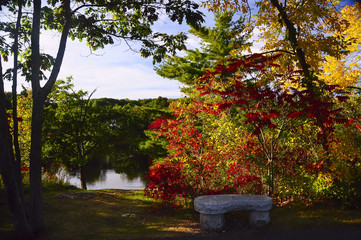secluded bench in the autumn park. Many plants and trees around the bright colors of red leaves. Bench by the lake. Sunny autumn day
