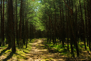 Obraz premium road in the pine forest on summer day