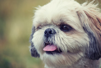 Toned portrait of a cute dog shitzu -- nose is in focus