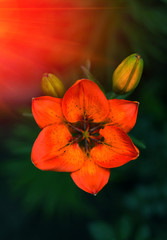 wild fire red flower at sunset