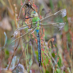 Große Königslibelle (Anax imperator) sitzt tief im Gras einer wilden Wiese