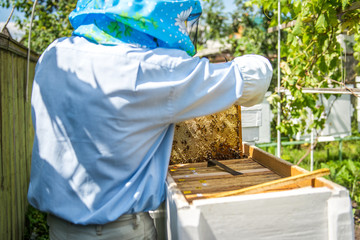 The beekeeper checks the hive