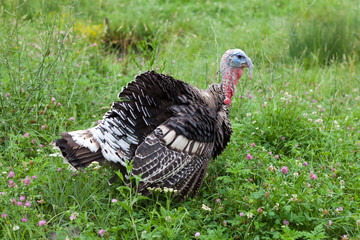 Young male turkey in the countryside