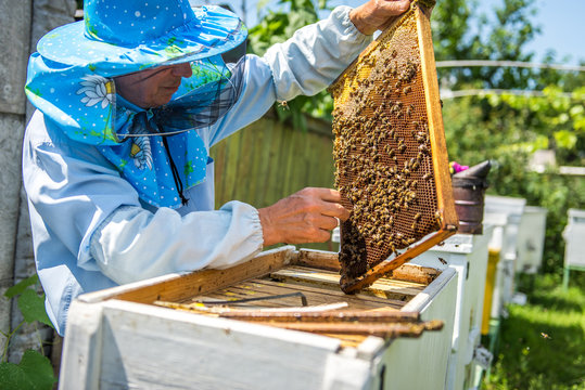The beekeeper checks the hive