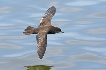 ハシボソミズナギドリ(Short-tailed Shearwater)