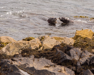 Grey seals basking and playing off the island at Loch Buie, Isle of Mull, Highlands, Scotland, UK
