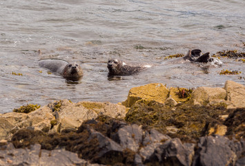 Grey seals basking and playing off the island at Loch Buie, Isle of Mull, Highlands, Scotland, UK