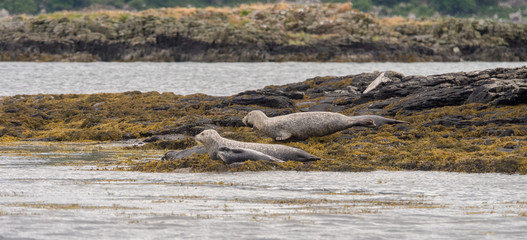 Grey seals with pups resting on the shoreline, Isle of Mull, Scotland, UK