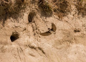 Sand martins flying to their nest built in sand bank at Calgary beach, Isle of Mull, Highlands, Scotland, UK