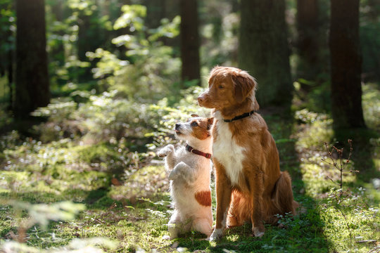 Toller dog and Jack Russell Terrier