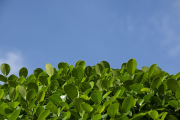 Green treetop in  sunshine