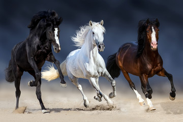 Naklejka na ściany i meble Three horse with long mane run gallop in sand