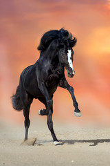 Black stallion run in sand