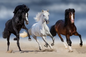 Three horse with long mane run gallop in sand