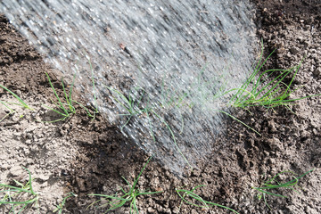 Watering.