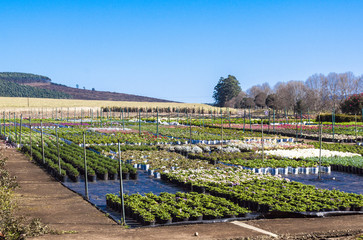 Rural Farm Plant Nursery Blue sky and Countryside