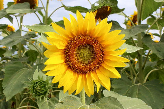 bubi sunflower