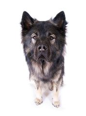 Eurasier Hund Portrait