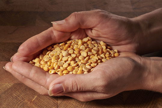Yellow Peas In Hands