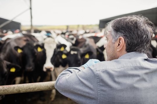Man standing against cows