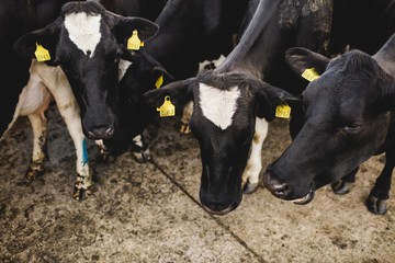 Cows standing at barn