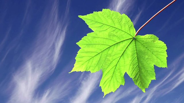 Backlit maple leaf with fast moving clouds background.