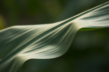 The corn leaf looks like silk in the sunset. 