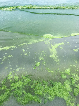 algae bloom