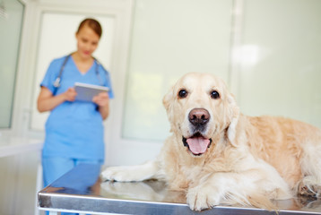 Pet in veterinary clinic