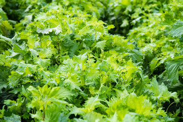 Shiso - Japanese herb plant in Japanese farm
