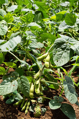Edamame in Japanese farm