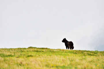 Shepherd dog protecting sheep herd