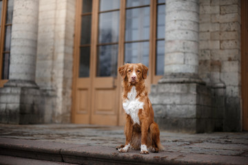 Toller dog sitting at a building